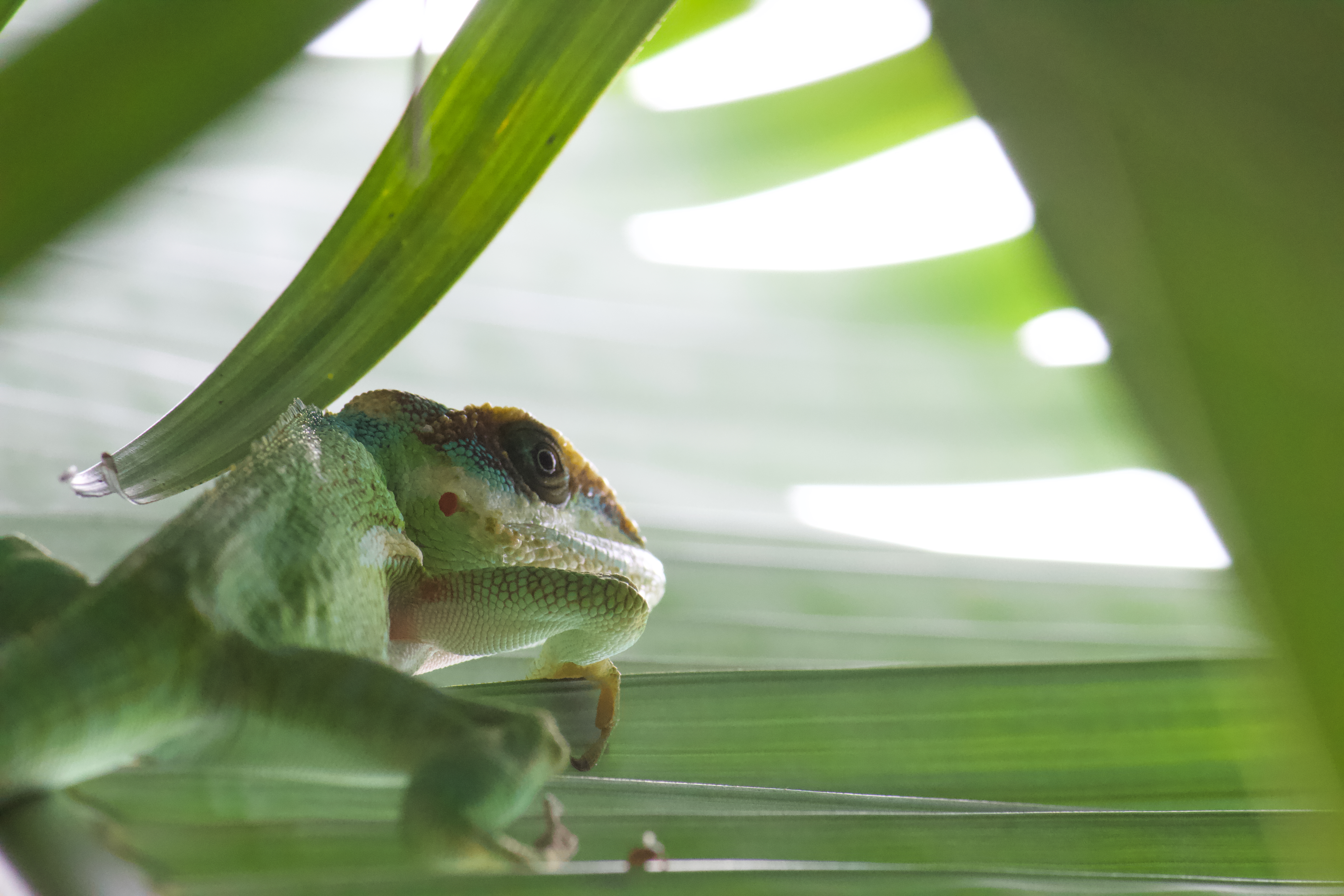 Anolis equestris